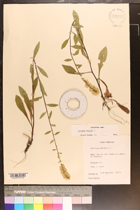 Solidago bicolor image