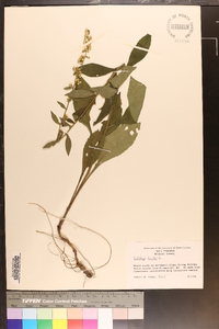 Solidago bicolor image