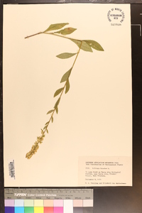 Solidago bicolor image