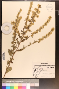 Solidago bicolor image