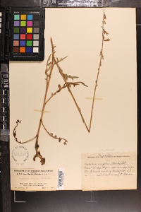 Nabalus autumnalis image