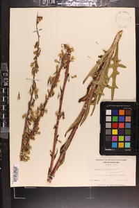 Nabalus autumnalis image