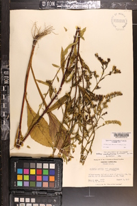 Solidago arguta subsp. pseudoyadkinensis image