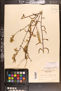 Solidago arguta subsp. pseudoyadkinensis image