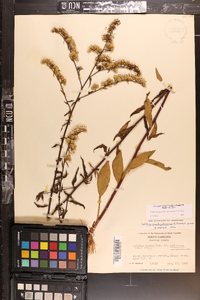 Solidago arguta subsp. pseudoyadkinensis image