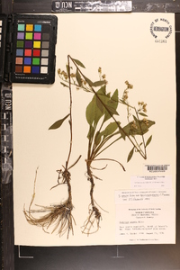 Solidago arguta subsp. pseudoyadkinensis image