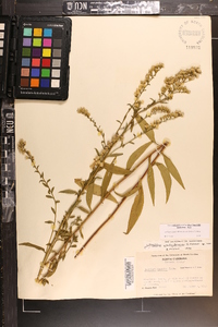 Solidago arguta subsp. pseudoyadkinensis image