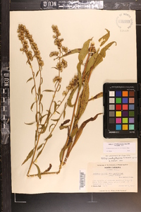 Solidago arguta subsp. pseudoyadkinensis image