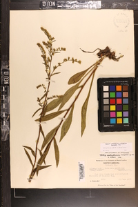 Solidago arguta subsp. pseudoyadkinensis image