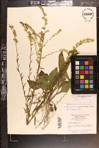 Solidago arguta subsp. pseudoyadkinensis image