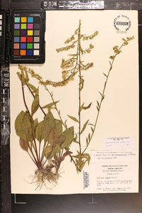 Solidago arguta subsp. pseudoyadkinensis image