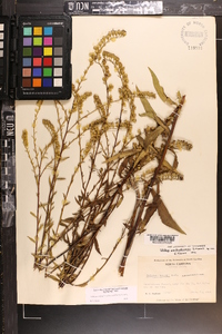 Solidago arguta subsp. pseudoyadkinensis image