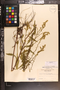 Solidago arguta subsp. pseudoyadkinensis image