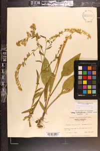 Solidago arguta subsp. pseudoyadkinensis image