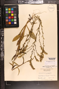 Solidago arguta subsp. pseudoyadkinensis image