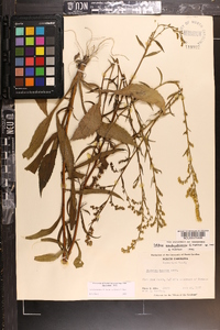 Solidago arguta subsp. pseudoyadkinensis image