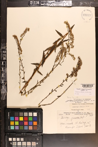 Solidago arguta subsp. pseudoyadkinensis image