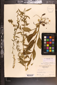 Solidago arguta subsp. pseudoyadkinensis image