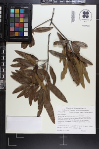 Quercus phellos image