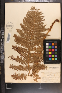 Dryopteris arguta image