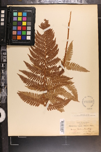 Dryopteris arguta image