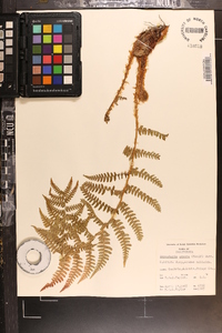 Dryopteris arguta image