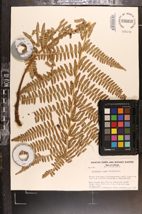 Dryopteris arguta image