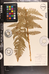 Dryopteris arguta image