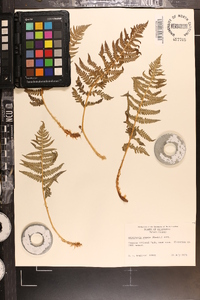 Dryopteris arguta image