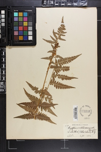 Dryopteris x slossoniae image