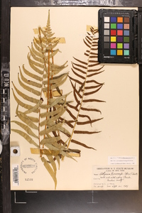 Homalosorus pycnocarpos image