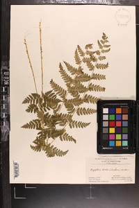 Dryopteris × boottii image