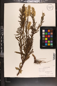 Solidago sempervirens image