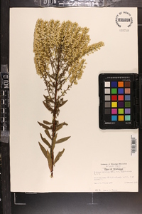 Solidago speciosa image