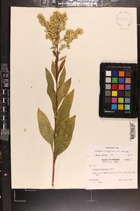 Solidago speciosa image