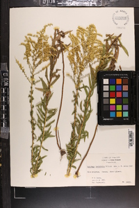 Solidago tortifolia image