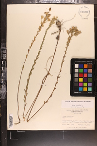 Aster concolor image