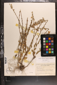 Symphyotrichum concolor image