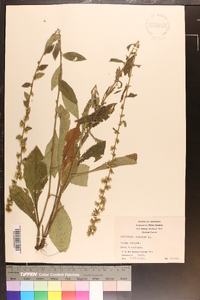 Solidago bicolor image