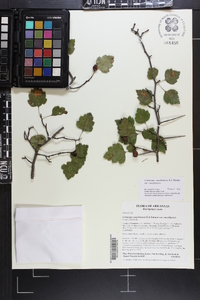 Crataegus ouachitensis image