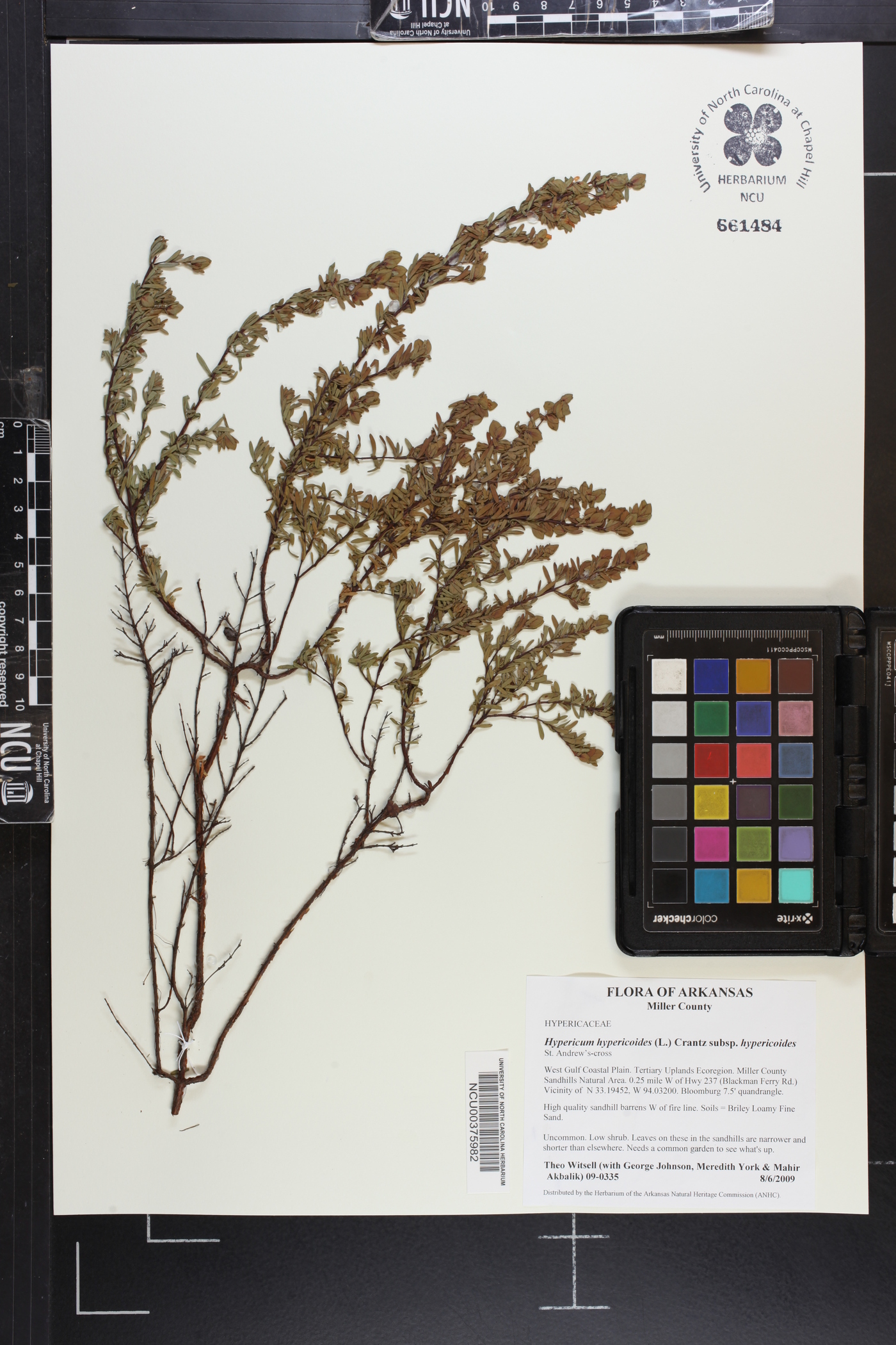 Hypericum hypericoides subsp. hypericoides image