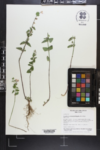 Scutellaria cardiophylla image