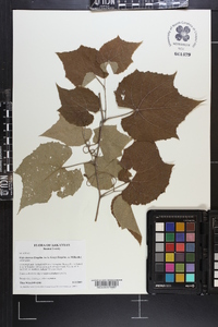 Vitis cinerea image