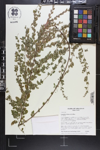 Lespedeza violacea image