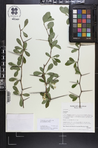 Crataegus crus-galli var. pyracanthifolia image