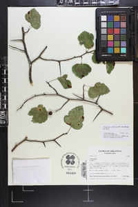 Crataegus pruinosa image