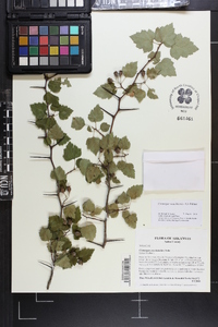 Crataegus ouachitensis image