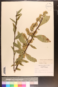 Solidago bicolor image