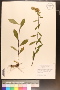 Solidago bicolor image