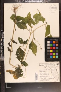 Melanthera deltoidea image